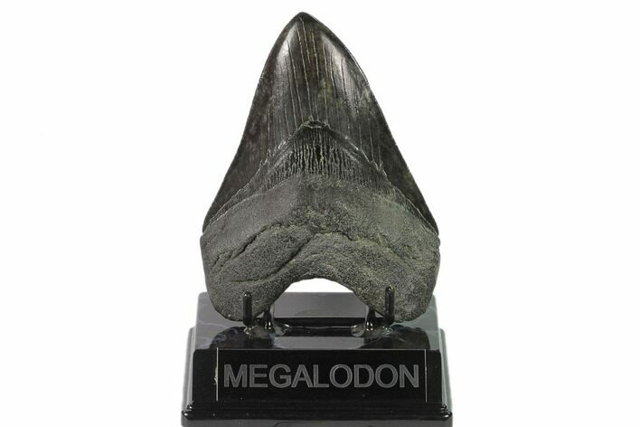 Serrated, Fossil Megalodon Tooth - South Carolina #138913